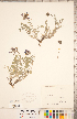  (Astragalus missouriensis - CCDB-20330-F01)  @11 [ ] Copyright (2015) Deb Metsger Royal Ontario Museum
