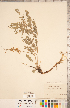  (Astragalus bisulcatus - CCDB-20330-E01)  @11 [ ] Copyright (2015) Deb Metsger Royal Ontario Museum