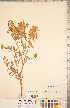  (Astragalus racemosus - CCDB-20330-G02)  @11 [ ] Copyright (2015) Deb Metsger Royal Ontario Museum