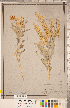  (Astragalus racemosus - CCDB-20330-E02)  @11 [ ] Copyright (2015) Deb Metsger Royal Ontario Museum