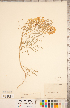  (Astragalus pectinatus - CCDB-20330-C02)  @11 [ ] Copyright (2015) Deb Metsger Royal Ontario Museum