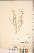  (Astragalus convallarius - CCDB-20330-F03)  @11 [ ] Copyright (2015) Deb Metsger Royal Ontario Museum