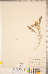  (Astragalus beckwithii - CCDB-20330-C03)  @11 [ ] Copyright (2015) Deb Metsger Royal Ontario Museum