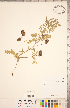  (Astragalus neglectus - CCDB-20330-B03)  @11 [ ] Copyright (2015) Deb Metsger Royal Ontario Museum