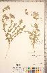  (Lathyrus littoralis - CCDB-20330-E11)  @11 [ ] Copyright (2015) Deb Metsger Royal Ontario Museum