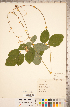  (Hylodesmum - CCDB-20331-A01)  @11 [ ] Copyright (2015) Deb Metsger Royal Ontario Museum