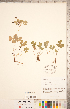  (Oxalis montana - CCDB-20332-D02)  @11 [ ] Copyright (2015) Deb Metsger Royal Ontario Museum