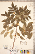  (Rhus copallinum var. copallinum - CCDB-20332-D09)  @11 [ ] Copyright (2015) Deb Metsger Royal Ontario Museum