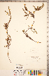  (Empetrum atropurpureum - CCDB-20332-F10)  @11 [ ] Copyright (2015) Deb Metsger Royal Ontario Museum