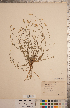  (Polygala alba - CCDB-20333-D03)  @11 [ ] Copyright (2015) Deb Metsger Royal Ontario Museum