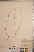  (Polygala alba - CCDB-20333-C03)  @11 [ ] Copyright (2015) Deb Metsger Royal Ontario Museum