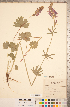  (Sidalcea oregana - CCDB-20333-C06)  @11 [ ] Copyright (2015) Deb Metsger Royal Ontario Museum