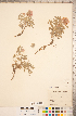  (Sphaeralcea coccinea - CCDB-20333-A06)  @11 [ ] Copyright (2015) Deb Metsger Royal Ontario Museum