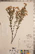  (Ceanothus herbaceus - CCDB-20333-A07)  @11 [ ] Copyright (2015) Deb Metsger Royal Ontario Museum