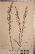 (Lechea intermedia var. laurentiana - CCDB-20333-F08)  @11 [ ] Copyright (2015) Deb Metsger Royal Ontario Museum