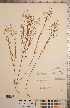  (Lechea pulchella - CCDB-20333-E08)  @11 [ ] Copyright (2015) Deb Metsger Royal Ontario Museum