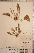  (Oenothera cespitosa - CCDB-20333-C10)  @11 [ ] Copyright (2015) Deb Metsger Royal Ontario Museum