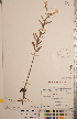  (Oenothera oakesiana - CCDB-20333-A10)  @11 [ ] Copyright (2015) Deb Metsger Royal Ontario Museum