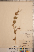  (Epilobium luteum - CCDB-20333-D11)  @11 [ ] Copyright (2015) Deb Metsger Royal Ontario Museum