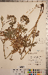  (Conioselinum pacificum - CCDB-20333-E12)  @11 [ ] Copyright (2015) Deb Metsger Royal Ontario Museum