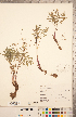  (Lomatium gormanii - CCDB-20334-B01)  @11 [ ] Copyright (2015) Deb Metsger Royal Ontario Museum