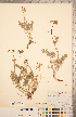  (Pteryxia terebinthina - CCDB-20334-E02)  @11 [ ] Copyright (2015) Deb Metsger Royal Ontario Museum