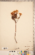  (Rhododendron neoglandulosum - CCDB-20334-F04)  @11 [ ] Copyright (2015) Deb Metsger Royal Ontario Museum