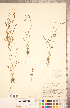  (Gilia sinuata - CCDB-20334-H12)  @11 [ ] Copyright (2015) Deb Metsger Royal Ontario Museum