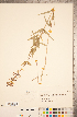  (Phlox maculata - CCDB-20335-E01)  @11 [ ] Copyright (2015) Deb Metsger Royal Ontario Museum