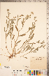  (Cryptantha torreyana - CCDB-20335-E04)  @11 [ ] Copyright (2015) Deb Metsger Royal Ontario Museum