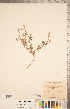  (Cryptantha ambigua - CCDB-20335-F04)  @11 [ ] Copyright (2015) Deb Metsger Royal Ontario Museum