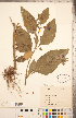  (Atropa belladonna - CCDB-20336-H11)  @11 [ ] Copyright (2015) Deb Metsger Royal Ontario Museum