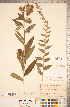  (Lithospermum parviflorum - CCDB-20335-H08)  @11 [ ] Copyright (2015) Deb Metsger Royal Ontario Museum