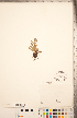  (Myosotis asiatica - CCDB-20335-B08)  @11 [ ] Copyright (2015) Deb Metsger Royal Ontario Museum