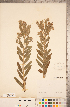  (Lithospermum occidentale - CCDB-20335-D08)  @11 [ ] Copyright (2015) Deb Metsger Royal Ontario Museum