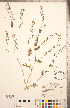  (Phacelia purshii - CCDB-20335-B10)  @11 [ ] Copyright (2015) Deb Metsger Royal Ontario Museum