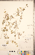  (Nemophila parviflora var. parviflora - CCDB-20335-G11)  @11 [ ] Copyright (2015) Deb Metsger Royal Ontario Museum