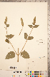  (Agastache nepetoides - CCDB-20335-H12)  @11 [ ] Copyright (2015) Deb Metsger Royal Ontario Museum