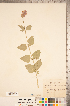  (Agastache urticifolia - CCDB-20336-B01)  @11 [ ] Copyright (2015) Deb Metsger Royal Ontario Museum