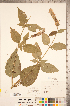  (Agastache scrophulariifolia - CCDB-20336-G01)  @11 [ ] Copyright (2015) Deb Metsger Royal Ontario Museum