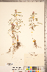  (Galeopsis ladanum - CCDB-20336-H03)  @11 [ ] Copyright (2015) Deb Metsger Royal Ontario Museum