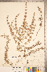  (Mentha pulegium - CCDB-20336-G06)  @11 [ ] Copyright (2015) Deb Metsger Royal Ontario Museum