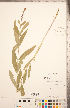  (Physostegia parviflora - CCDB-20336-F07)  @11 [ ] Copyright (2015) Deb Metsger Royal Ontario Museum