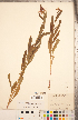  (Physostegia ledinghamii - CCDB-20336-B07)  @11 [ ] Copyright (2015) Deb Metsger Royal Ontario Museum