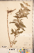  (Pycnanthemum incanum - CCDB-20336-A07)  @11 [ ] Copyright (2015) Deb Metsger Royal Ontario Museum