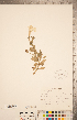  (Petunia x atkinsiana - CCDB-20338-H02)  @11 [ ] Copyright (2015) Deb Metsger Royal Ontario Museum