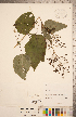  (Scrophularia marilandica - CCDB-20338-H04)  @11 [ ] Copyright (2015) Deb Metsger Royal Ontario Museum