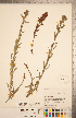  (Castilleja sulphurea - CCDB-20338-B06)  @11 [ ] Copyright (2015) Deb Metsger Royal Ontario Museum