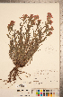  (Castilleja parviflora - CCDB-20338-A06)  @11 [ ] Copyright (2015) Deb Metsger Royal Ontario Museum