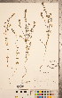  (Euphrasia hudsoniana - CCDB-20338-B08)  @11 [ ] Copyright (2015) Deb Metsger Royal Ontario Museum